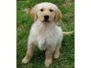 Golden Retriever Puppy for sale in Rockwall, TX, USA