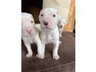 Dogo Argentino Puppy for sale in Burbank, CA, USA