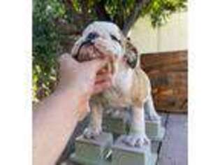 Bulldog Puppy for sale in Salinas, CA, USA