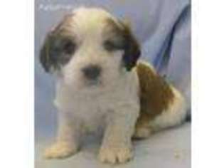 Cavachon Puppy for sale in Strasburg, CO, USA