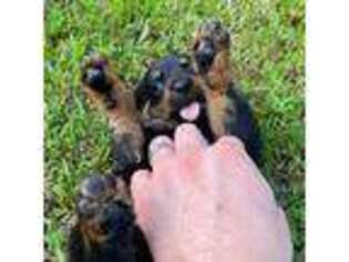 Rottweiler Puppy for sale in Vincentown, NJ, USA