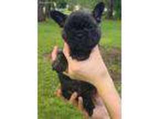 French Bulldog Puppy for sale in Axis, AL, USA