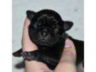Pug Puppy for sale in Brookville, OH, USA