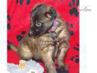 Belgian Tervuren Puppy for sale in Madison, WI, USA