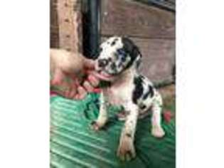 Great Dane Puppy for sale in Canton, TX, USA