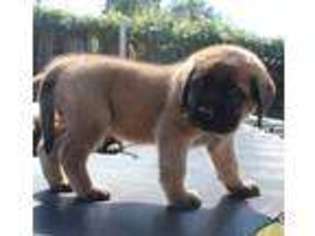 Mastiff Puppy for sale in Yukon, OK, USA