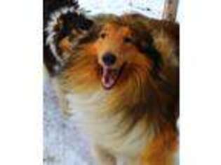 Collie Puppy for sale in Belt, MT, USA