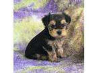 Mutt Puppy for sale in Pledger, TX, USA