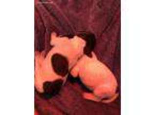 German Shorthaired Pointer Puppy for sale in Gainesville, VA, USA