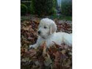 Goldendoodle Puppy for sale in Lakeville, MN, USA