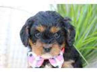 Cavapoo Puppy for sale in New Paris, IN, USA
