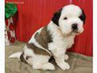 Saint Bernard Puppy for sale in Denver, PA, USA