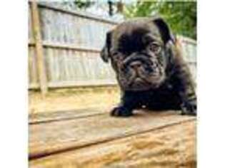 French Bulldog Puppy for sale in Blackstone, VA, USA