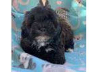 Shorkie Tzu Puppy for sale in Hope, AR, USA