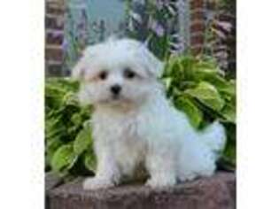 Maltese Puppy for sale in Celina, OH, USA