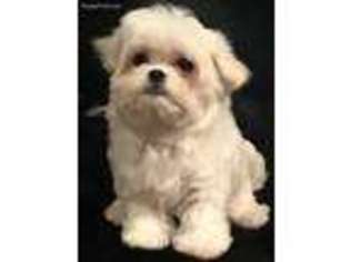 Maltese Puppy for sale in Floresville, TX, USA