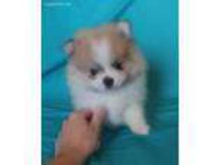 Pomeranian Puppy for sale in Inyokern, CA, USA