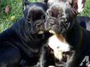 French Bulldog Puppy for sale in BULLARD, TX, USA