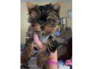 Yorkshire Terrier Puppy for sale in Bardstown, KY, USA