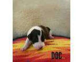 Great Dane Puppy for sale in Kingman, AZ, USA