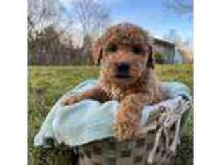 Goldendoodle Puppy for sale in Sterling, VA, USA