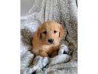 Golden Retriever Puppy for sale in Plain City, OH, USA
