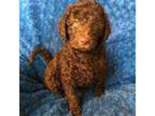 Labradoodle Puppy for sale in Decatur, GA, USA