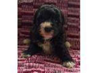 Mutt Puppy for sale in Clarion, PA, USA