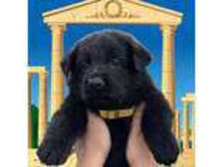 German Shepherd Dog Puppy for sale in Orlando, FL, USA