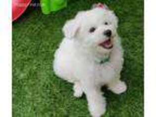 Bichon Frise Puppy for sale in Clermont, FL, USA