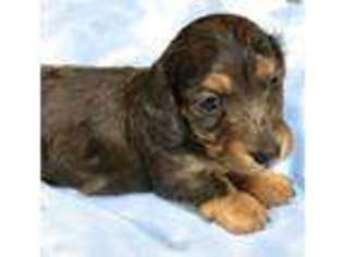 Dachshund Puppy for sale in Live Oak, FL, USA