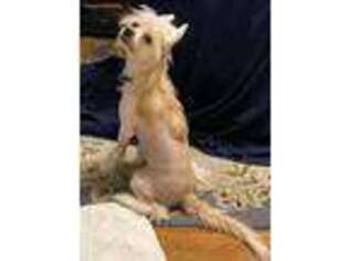 Chinese Crested Puppy for sale in Staten Island, NY, USA