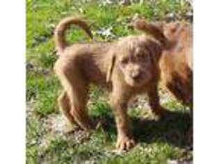 Labradoodle Puppy for sale in Zimmerman, MN, USA