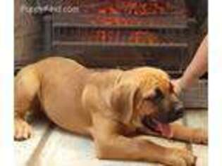Cane Corso Puppy for sale in Sylvester, GA, USA
