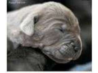 Cane Corso Puppy for sale in Monterey, CA, USA