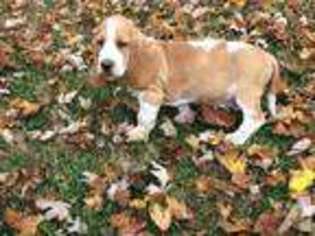 Basset Hound Puppy for sale in BATESVILLE, IN, USA