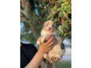 Miniature Australian Shepherd Puppy for sale in Palmdale, CA, USA