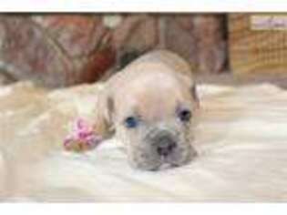 Olde English Bulldogge Puppy for sale in Wichita, KS, USA