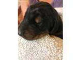 Doberman Pinscher Puppy for sale in Peralta, NM, USA