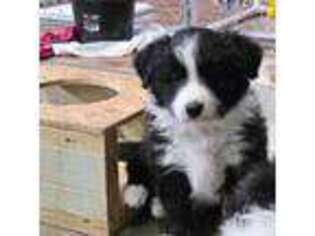 Border Collie Puppy for sale in Henagar, AL, USA