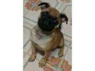 Pug Puppy for sale in South Holland, IL, USA