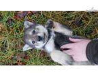 Wolf Hybrid Puppy for sale in Saint Louis, MO, USA