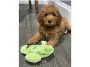 Goldendoodle Puppy for sale in Fort Myers, FL, USA