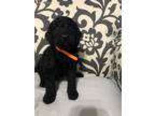 Goldendoodle Puppy for sale in Watson, IL, USA