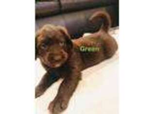 Labradoodle Puppy for sale in Sabina, OH, USA