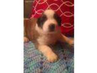 Saint Bernard Puppy for sale in Trilla, IL, USA