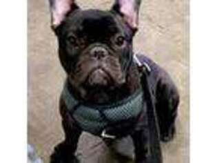 French Bulldog Puppy for sale in Stevensville, MT, USA