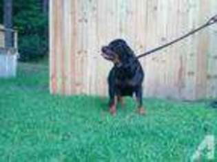 Rottweiler Puppy for sale in GEORGETOWN, SC, USA