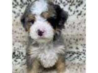 Mutt Puppy for sale in Millersburg, MI, USA