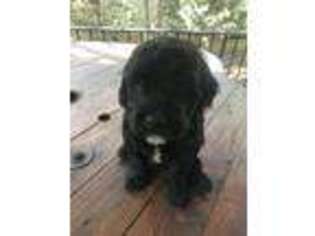 Cavapoo Puppy for sale in Locust Grove, VA, USA